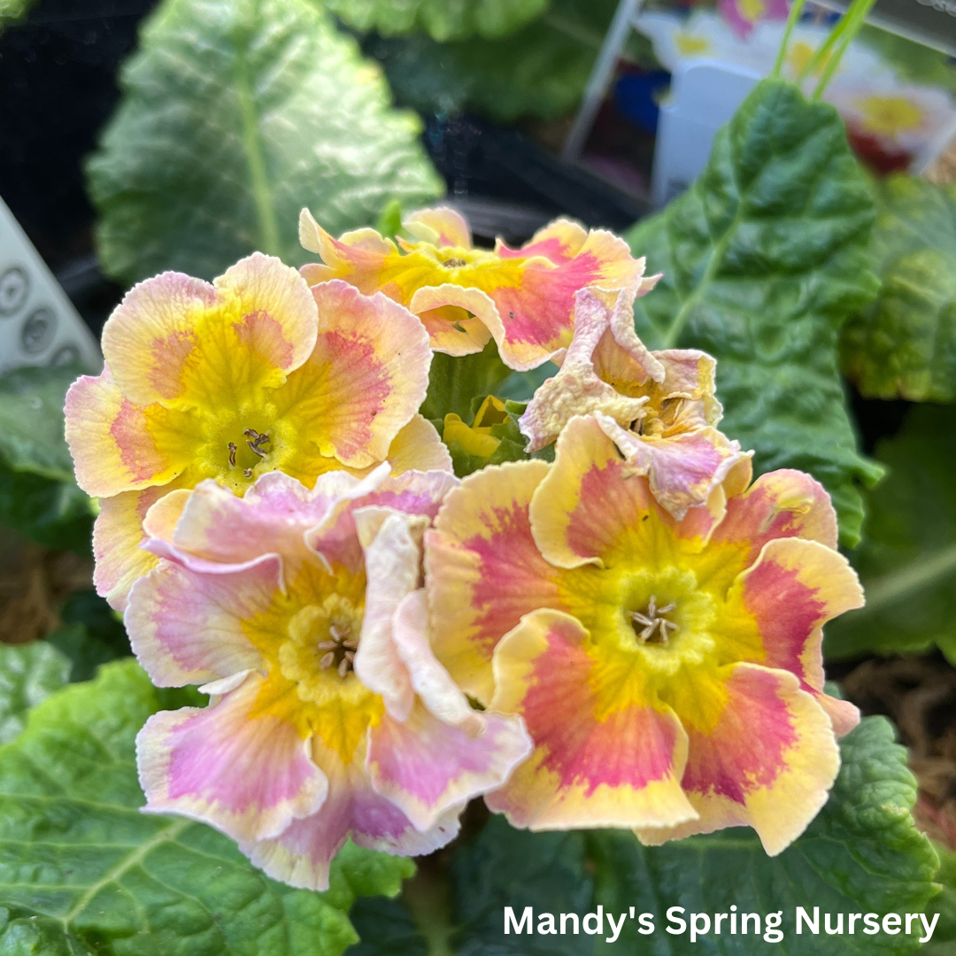 Pacific Hybrids English Primrose | Primula