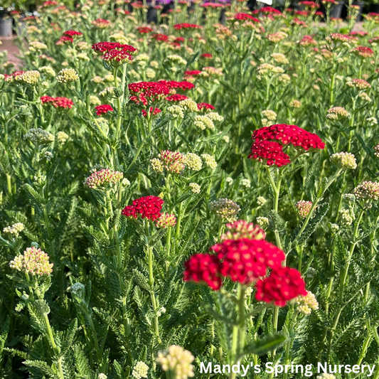 'Sassy Summer Sangria' Yarrow | Achillea 'Sassy Summer Sangria'