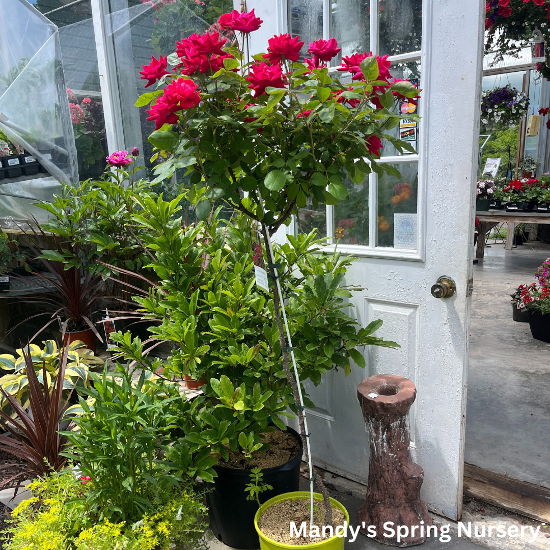 Red Double Knock Out Rose Tree-Form | Rosa