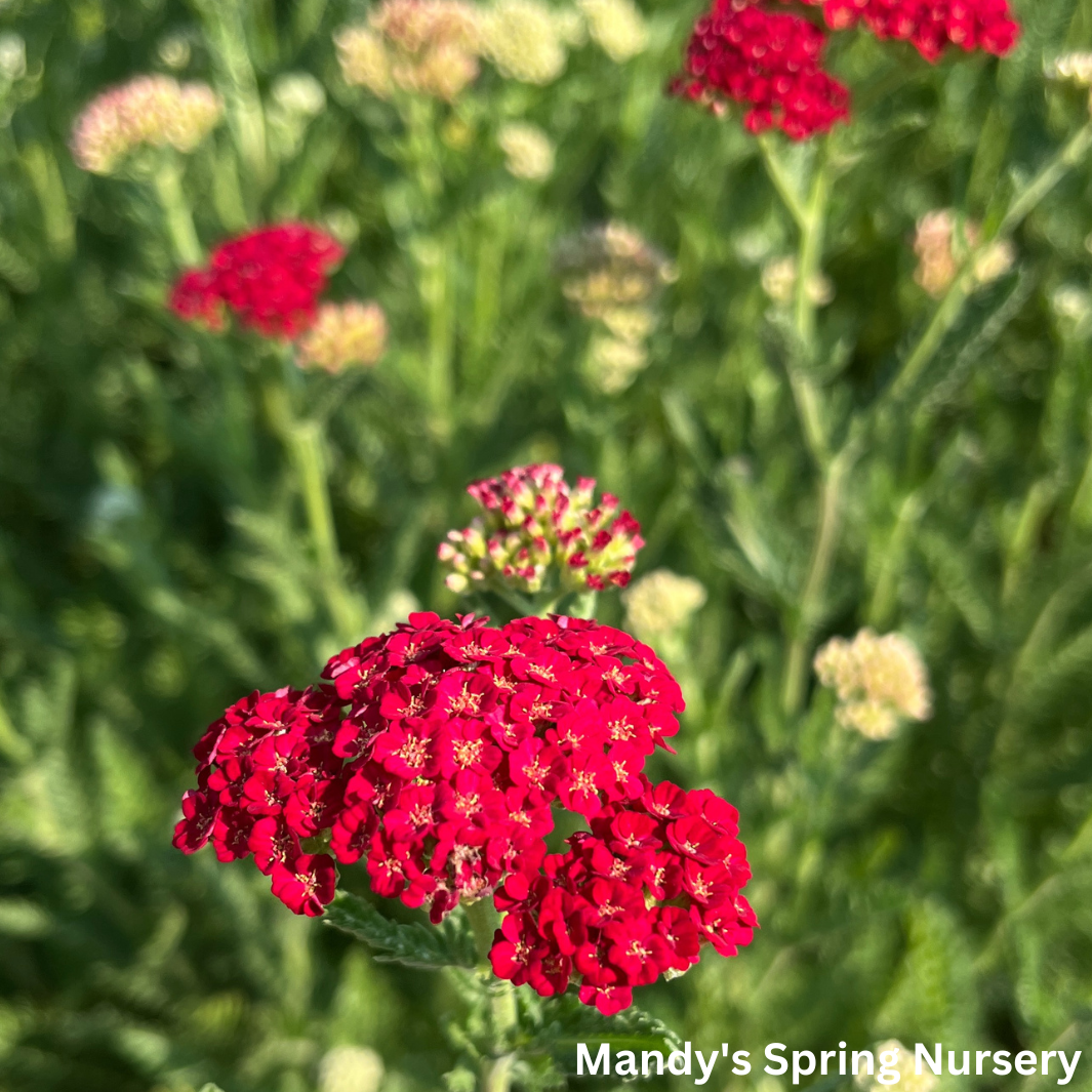 'Sassy Summer Sangria' Yarrow | Achillea 'Sassy Summer Sangria'