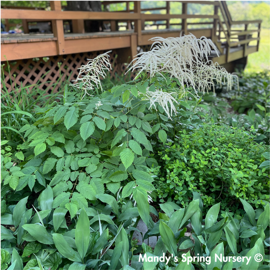 Goat's Beard | Aruncus dioicus