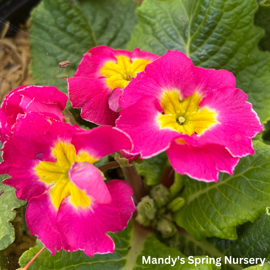 Pacific Hybrids English Primrose | Primula