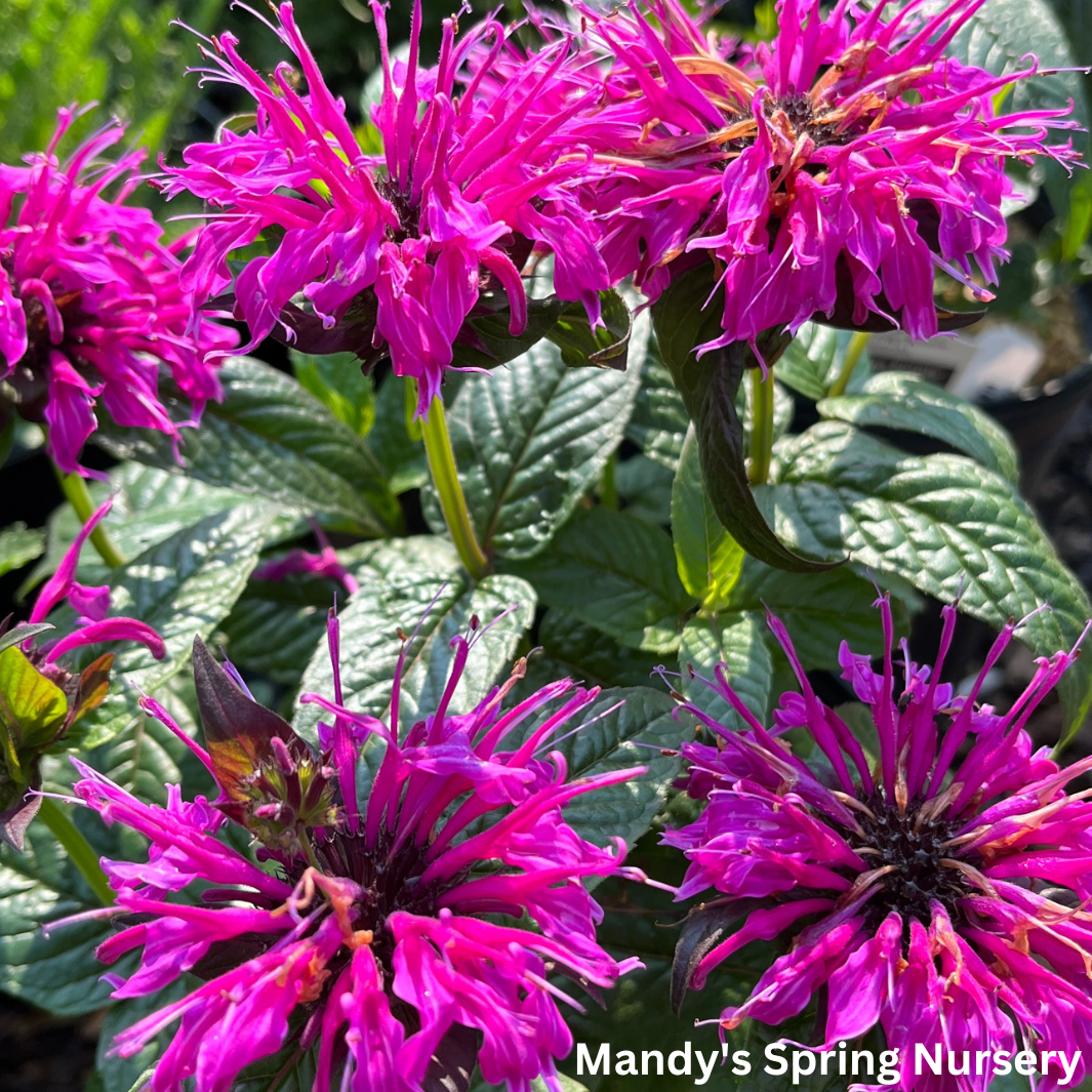 'Electric Neon Purple' Bee Balm | Monarda