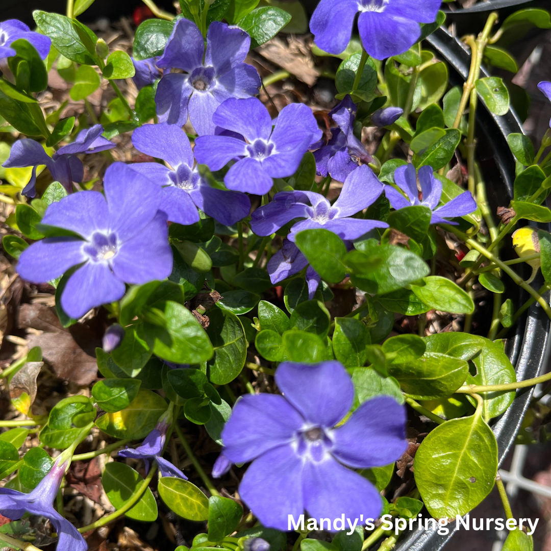 Ralph Shugert Periwinkle | Vinca minor