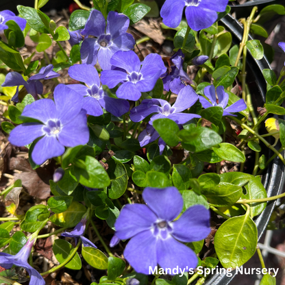 Ralph Shugert Periwinkle | Vinca minor