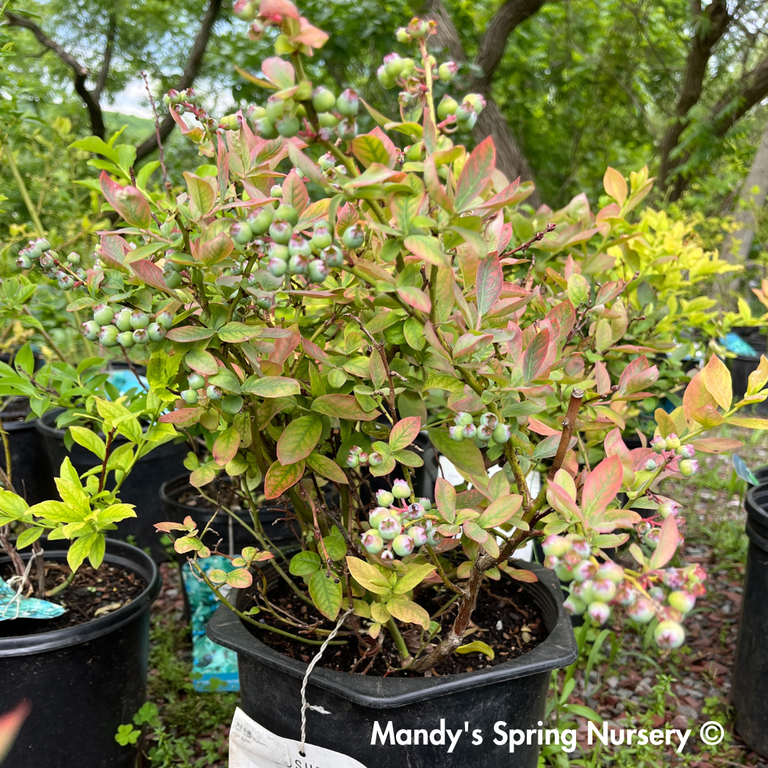 'Peach Sorbet' Blueberry | Vaccinium x Peach Sorbet