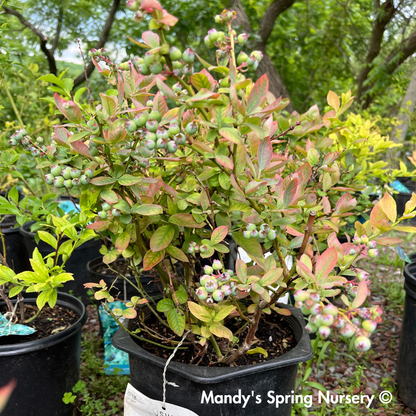 'Peach Sorbet' Blueberry | Vaccinium x Peach Sorbet