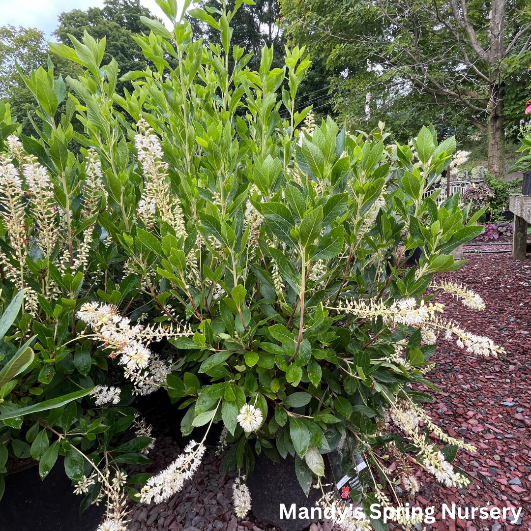 Hummingbird Summersweet | Clethra alnifolia