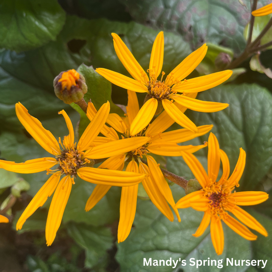 Midnight Lady Ligularia | Ligularia dentata 'Midnight Lady'