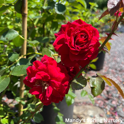 Ramblin' Red Rose Climbing Rose | Rosa