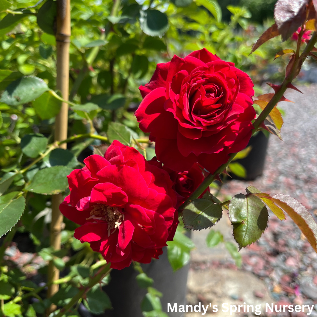 Ramblin' Red Rose Climbing Rose | Rosa