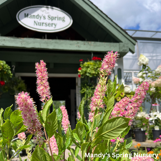 Ruby Spice Summersweet | Clethra alnifolia