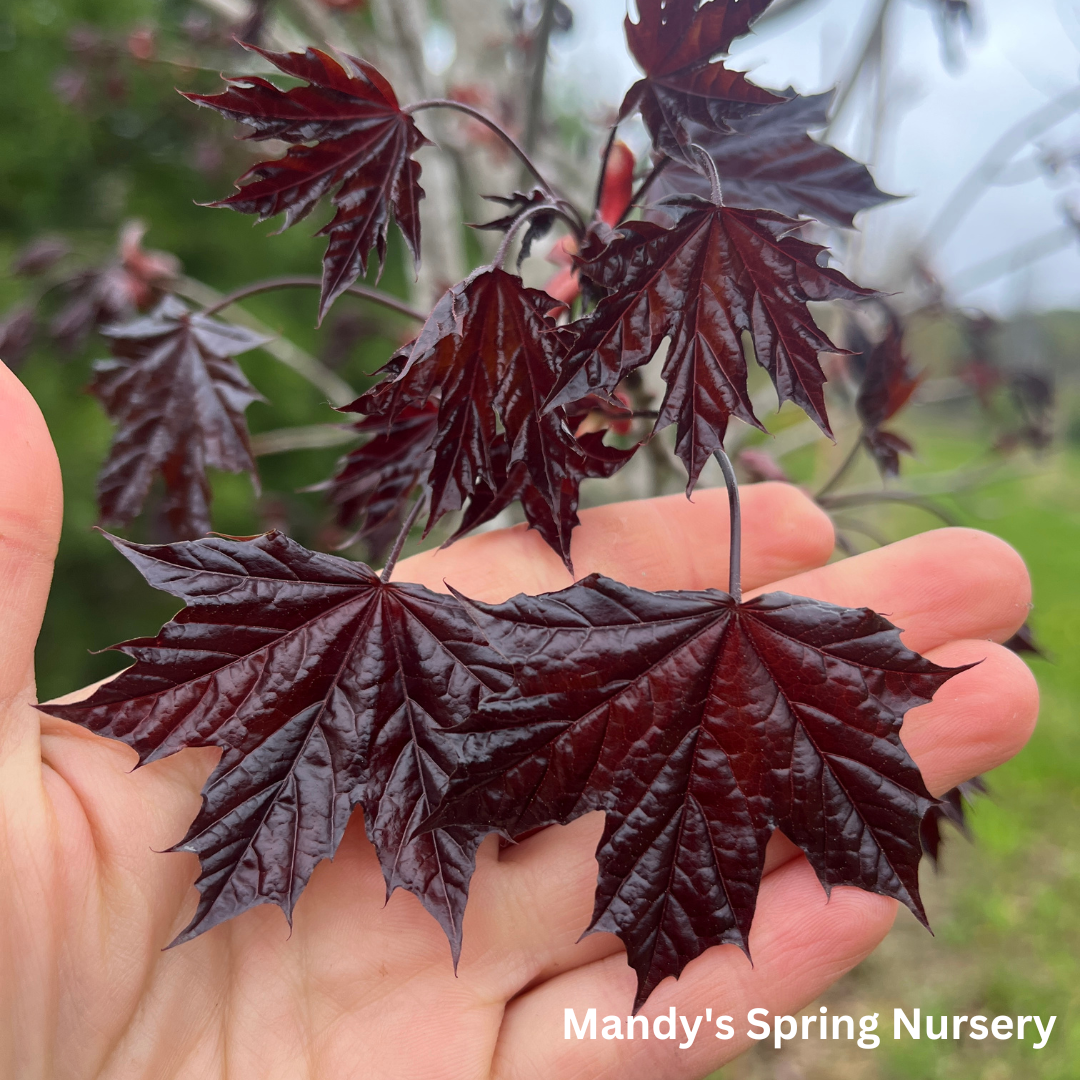 Royal Red Maple | Acer platanoides 'Royal Red'