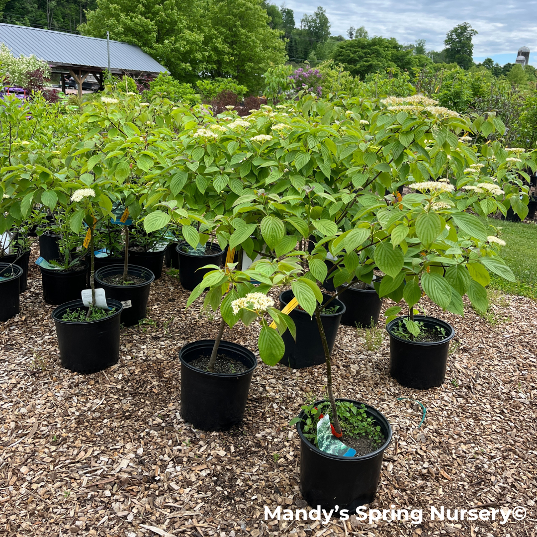 Pagoda Dogwood | Cornus alternifolia