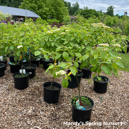Pagoda Dogwood | Cornus alternifolia