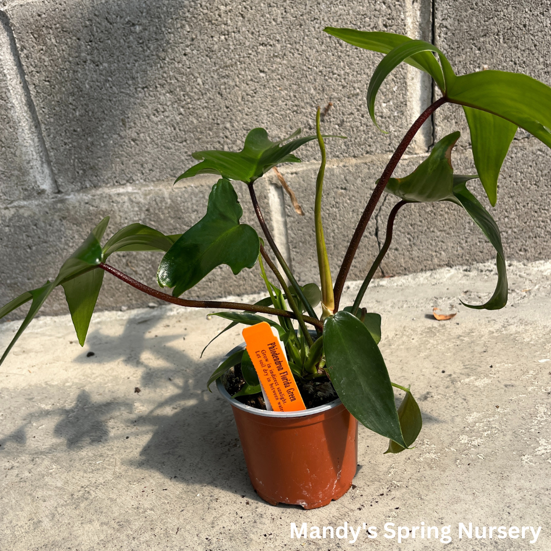 Philodendron 'Florida Green' - Philodendron squamiferum x pedatum