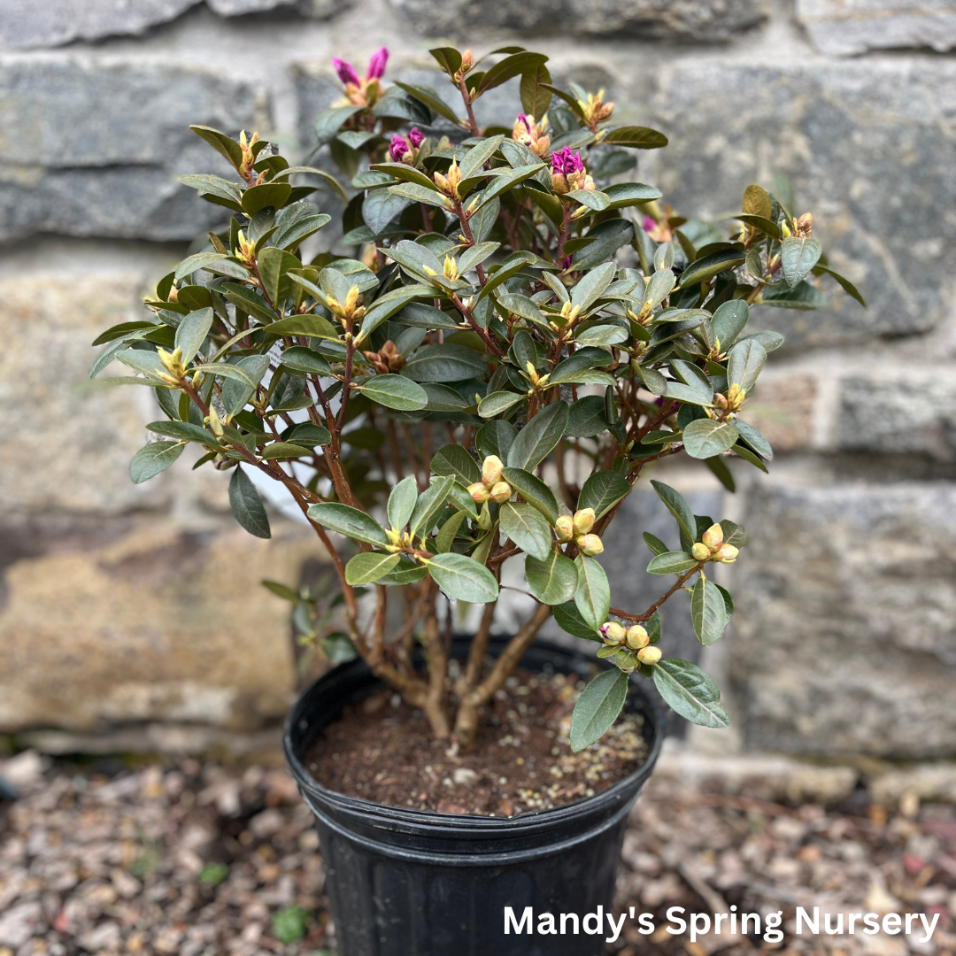 PJM Elite' Rhododendron | Rhododendron 'PJM Elite'