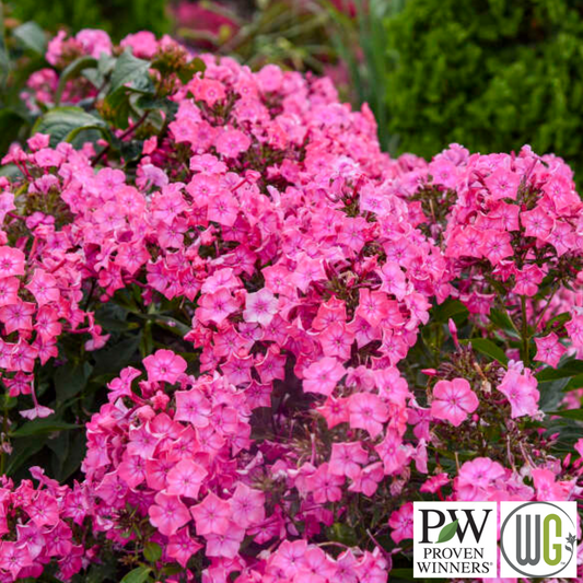 'Pink Lightning' Tall Garden Phlox | Phlox paniculata