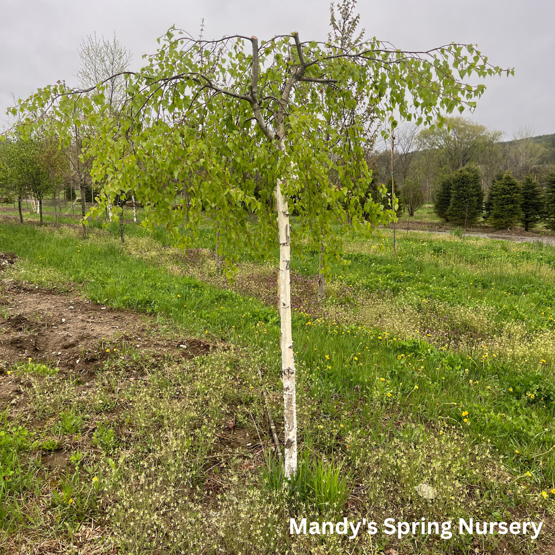Young's Weeping Birch | Betula pendula 'Youngii'