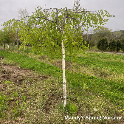 Young's Weeping Birch | Betula pendula 'Youngii'