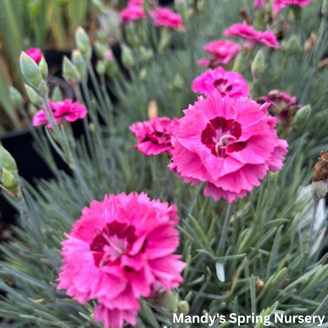 'Cute as a Button' Dianthus