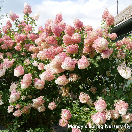 Vanilla Strawberry Hydrangea Tree | Hydrangea paniculata 'Renhy'