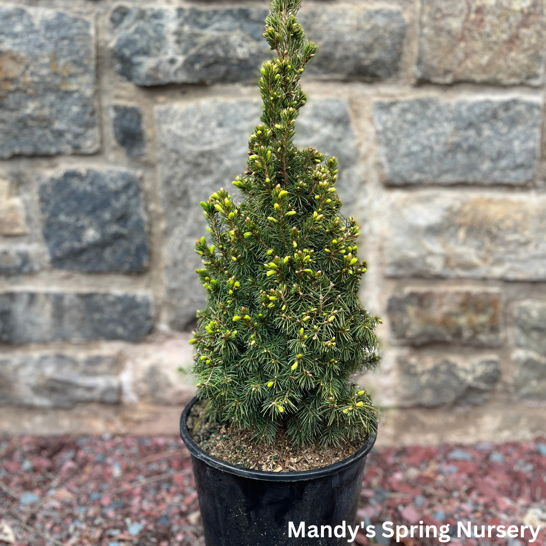 Dwarf Alberta Spruce | Picea glauca 'Conica'