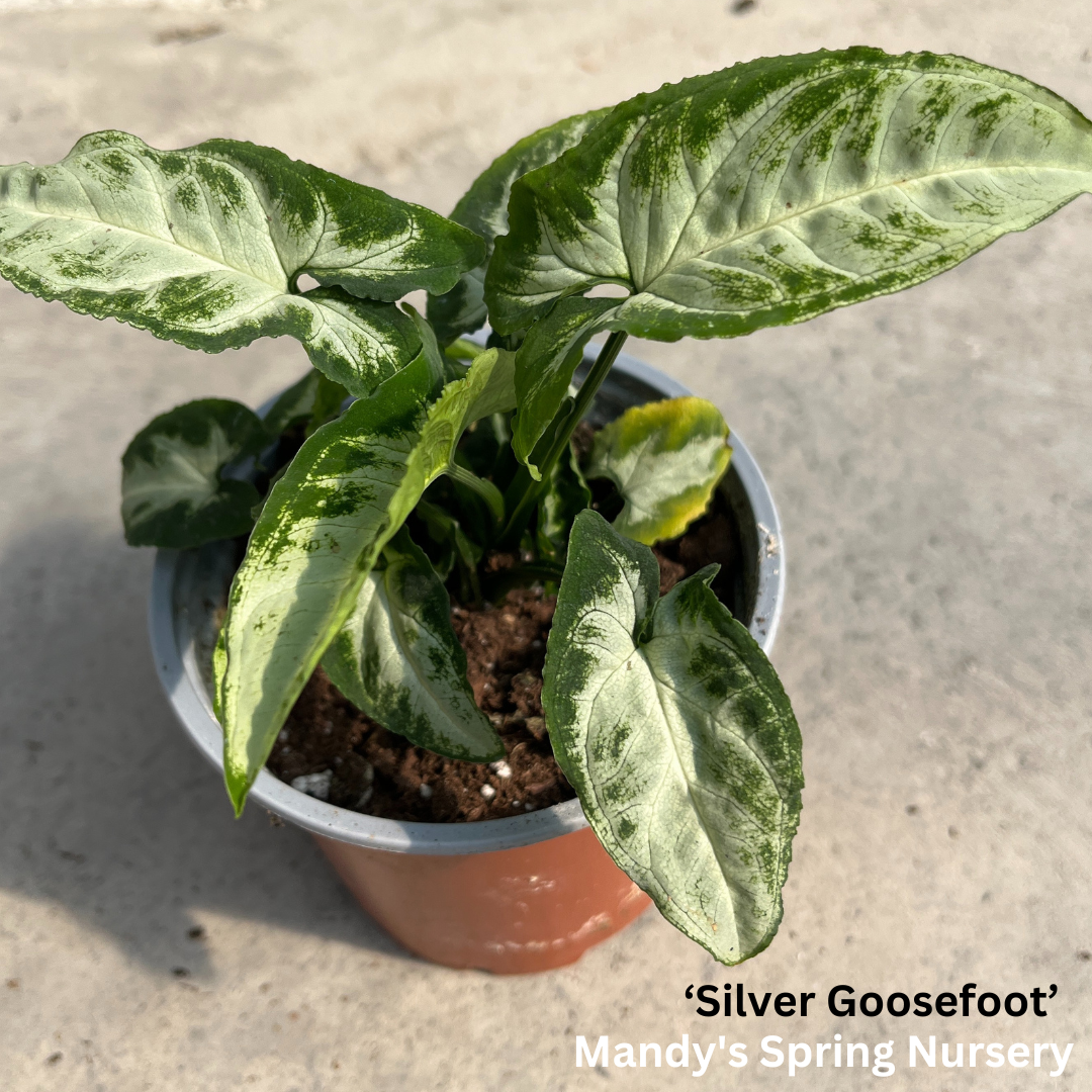 Arrowhead Plant | Syngonium