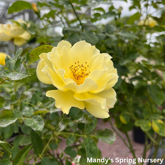 Yukon Sun Hardy Rose (Tree-Form)