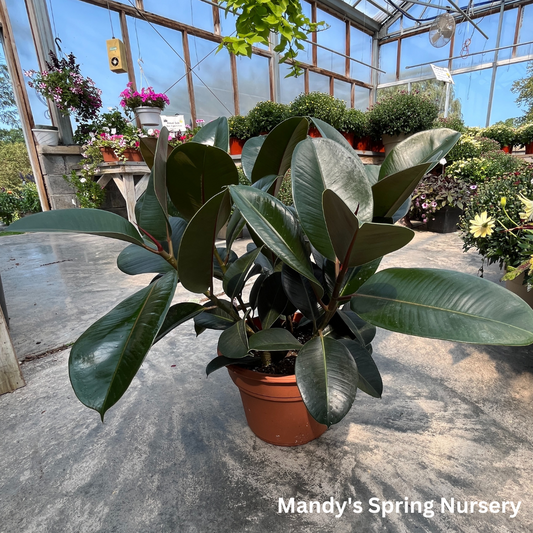 Rubber Tree | Ficus elastica