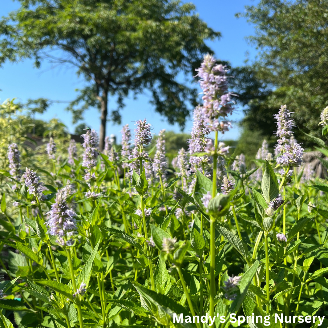 'Blue Fortune' Anise Hyssop | Agastache