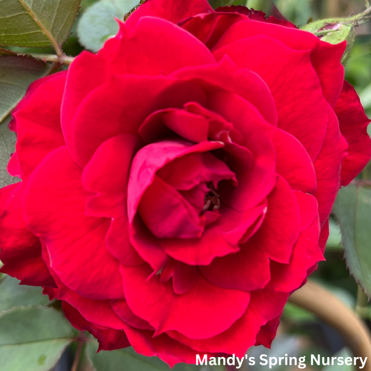 Ramblin' Red Rose Climbing Rose | Rosa