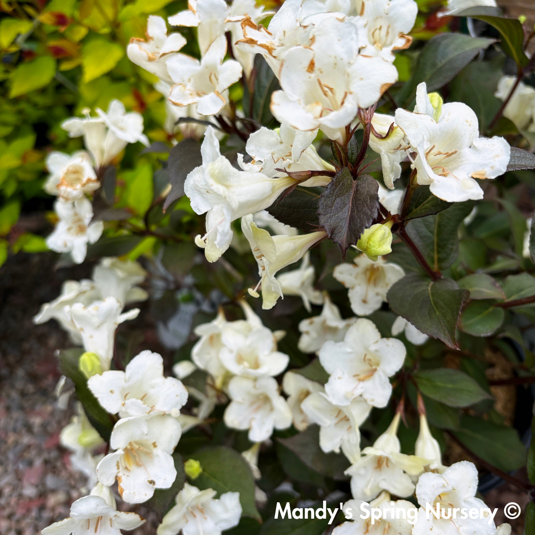 Tuxedo™ Weigela / x Bloomin Easy