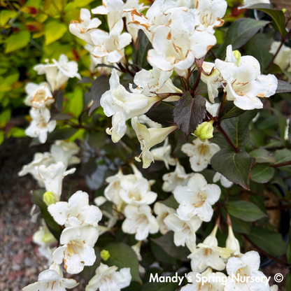 Tuxedo™ Weigela / x Bloomin Easy