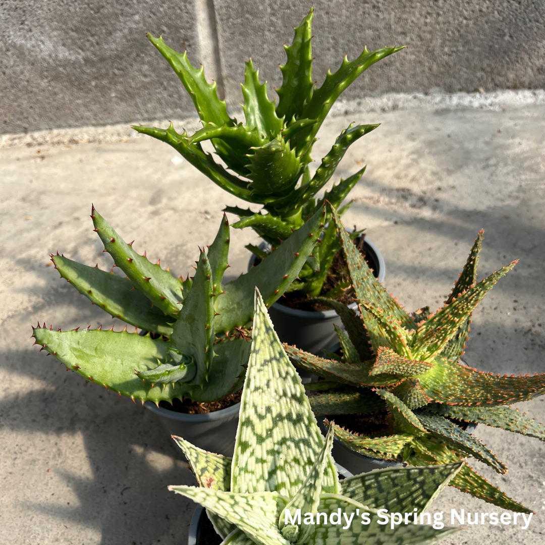 Aloe Vera Plant