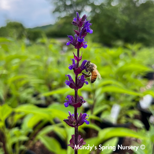 Caradonna Salvia | Salvia nemorosa