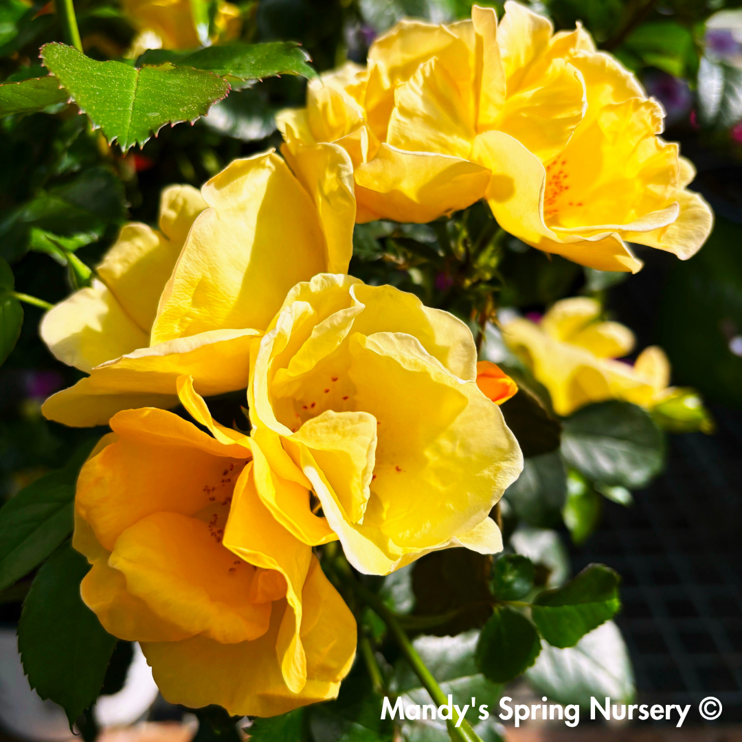 Easy Bee-zy Knock Out Rose Shrub Form | Rosa