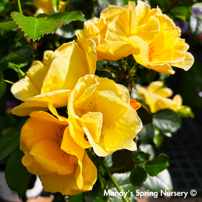 Easy Bee-zy Knock Out Rose Shrub Form | Rosa