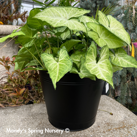 Washtub Planter - Black