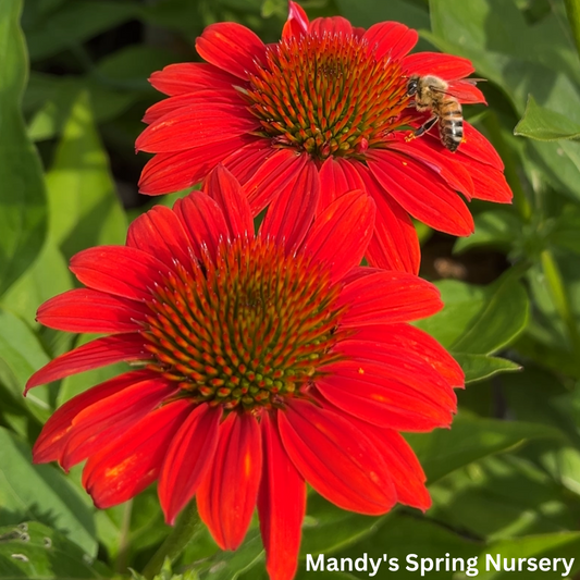 'Sombrero® Fiesta Orange' Coneflower | Echinacea x hybrida