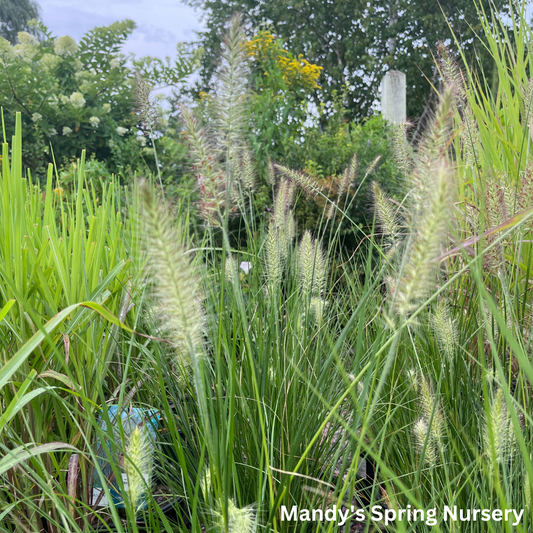 Piglet Fountain Grass | Pennisetum alopecuroides