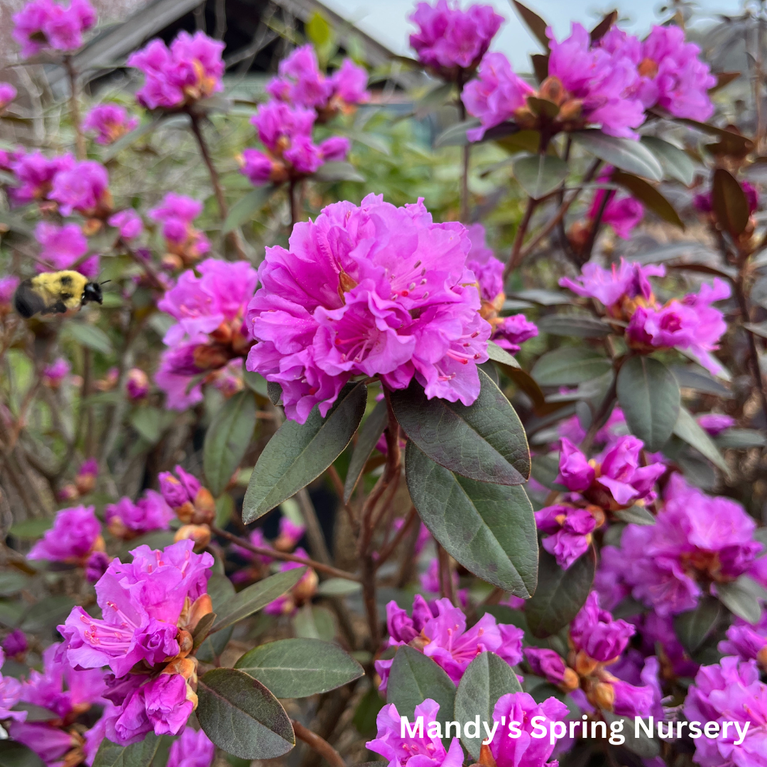 PJM Elite' Rhododendron | Rhododendron
