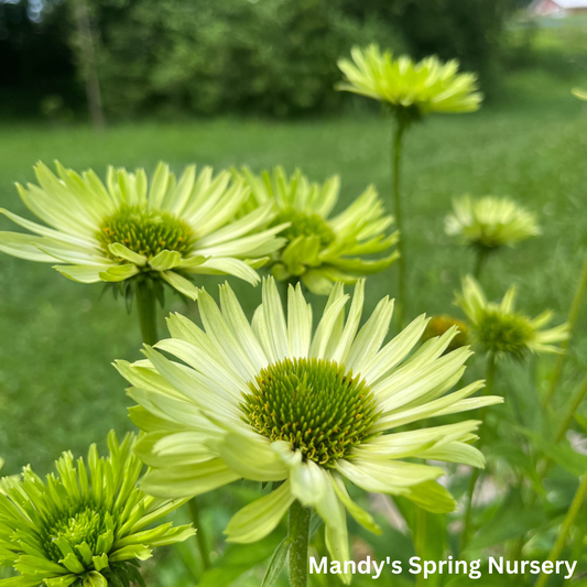 Green Jewel Coneflower | Echinacea purpurea