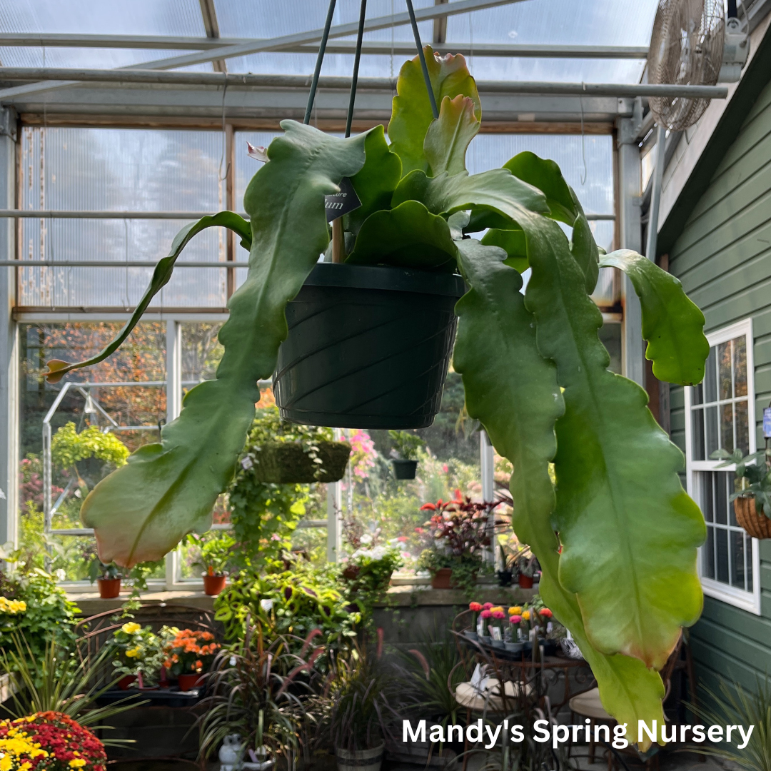 Crenate Orchid Cactus | Epiphyllum crenatum