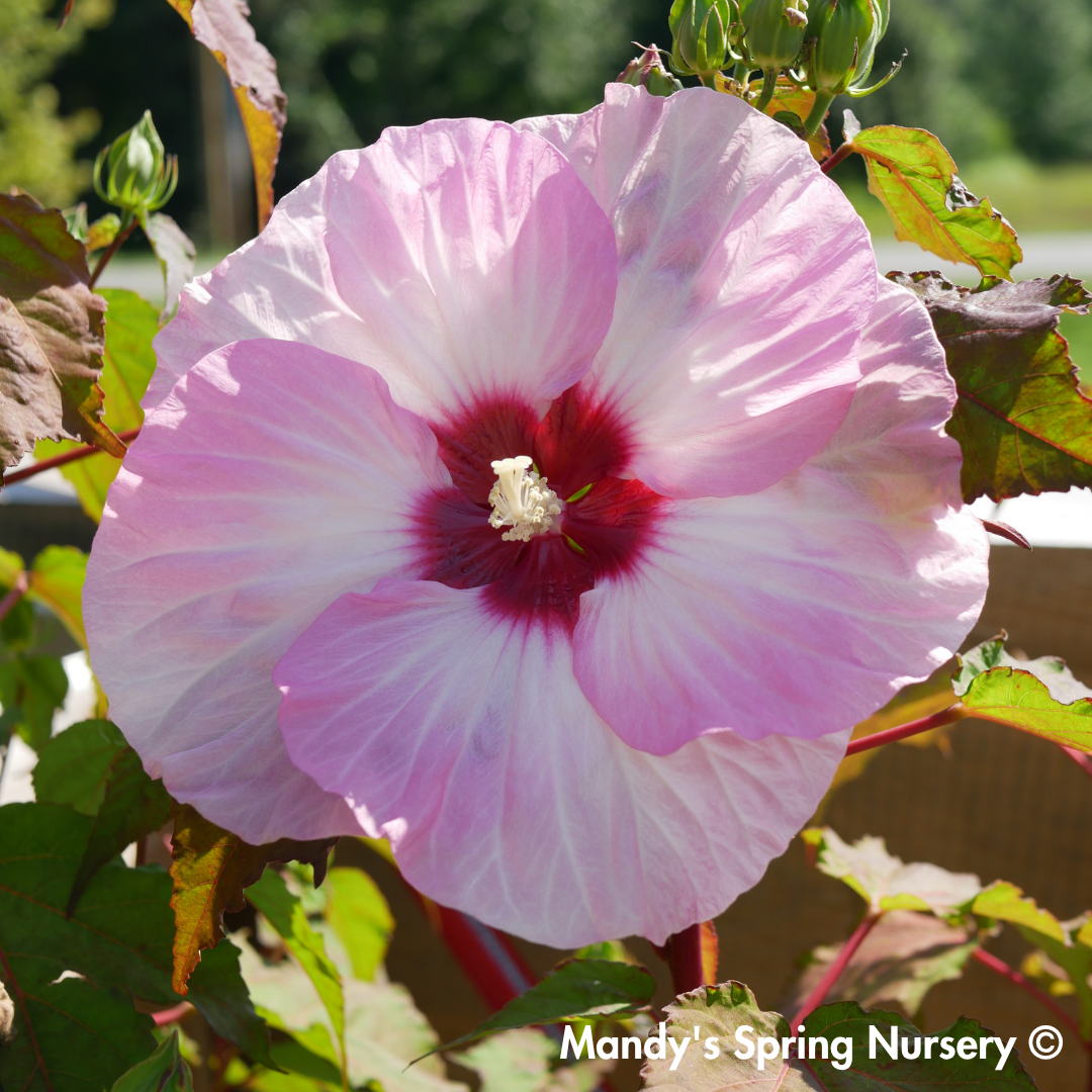 'Spinderella' Hibiscus