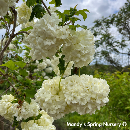 Common Snowball Viburnum | Viburnum opulus Roseum