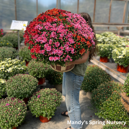 Fall Mums & Kale Assorted