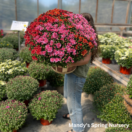 Assorted Fall Mums & Kale