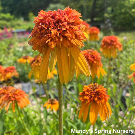 Marmalade Coneflower | Echinacea x hybrida