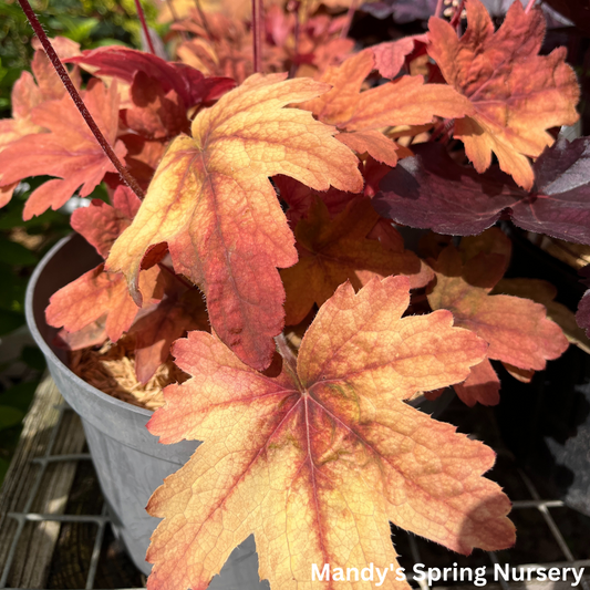 'Sweet Tea' Foamy Bells | Heucherella 'Sweet Tea'